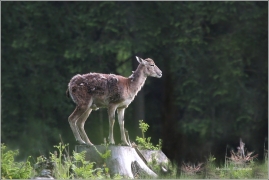 <p>MUFLON (Ovis musimon) Šluknovsko - Harta /Mouflon - Mufflon/ </p>